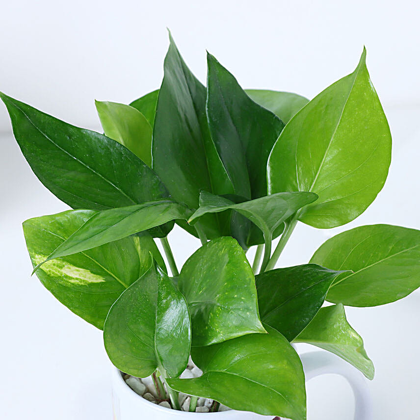 Personalised Friendship Day Mug N Money Plant Combo
