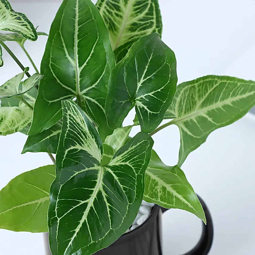 Personalised Friendship Day Mug N Syngonium Plant Combo