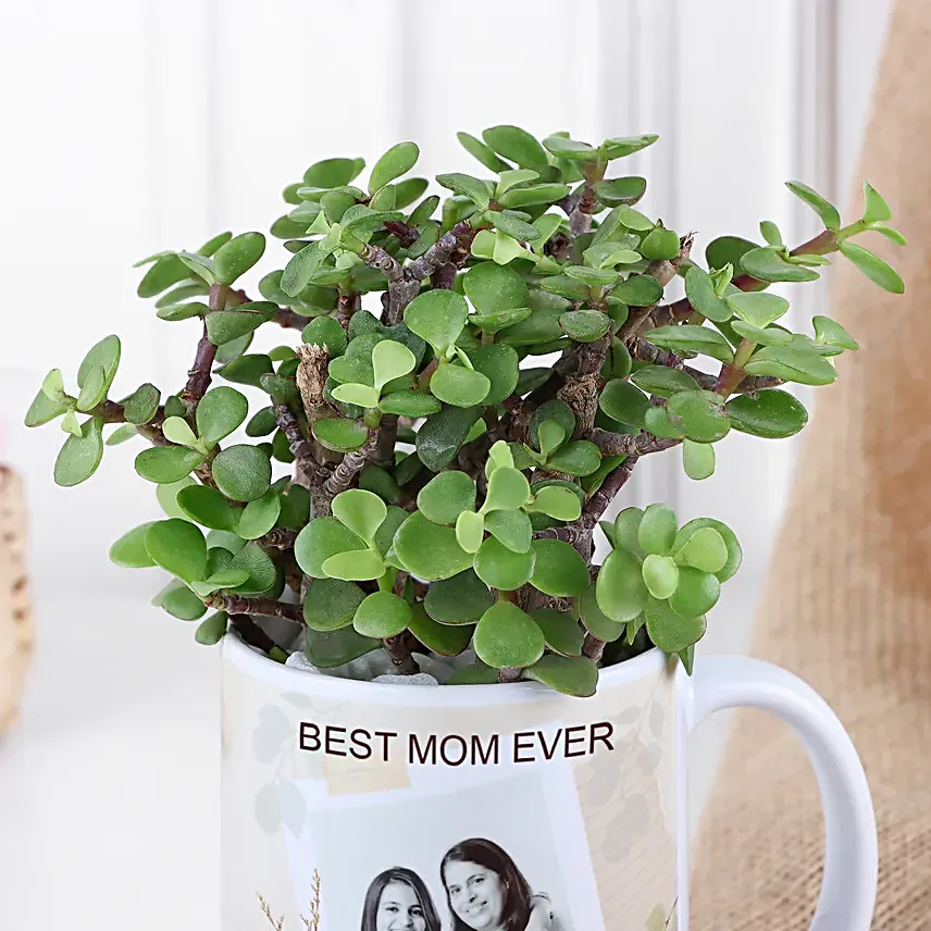 Personalised Jade Plant Gift