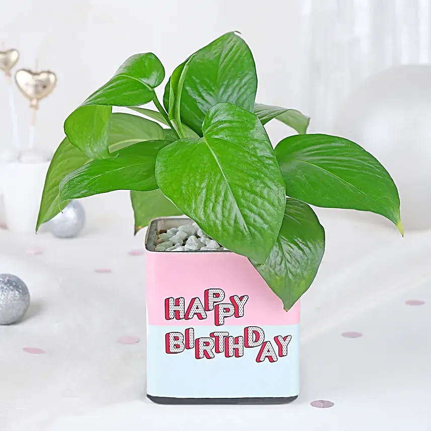 Personalised Money Plant Celebration