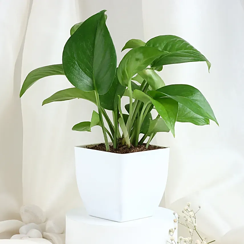 Personalised Mug with Money Plant
