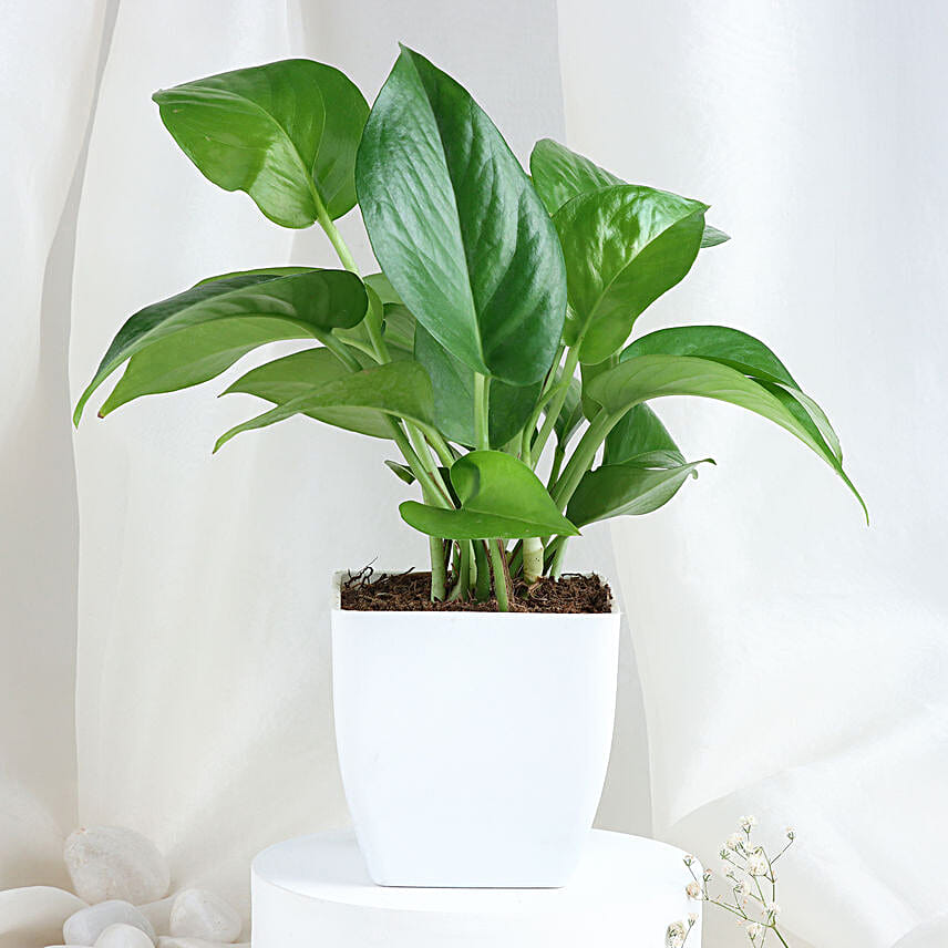Personalised Mug with Money Plant