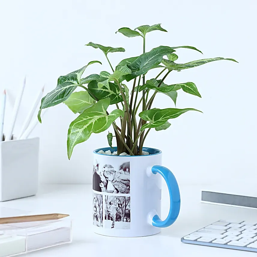 Personalised Syngonium Gift for Super Dads