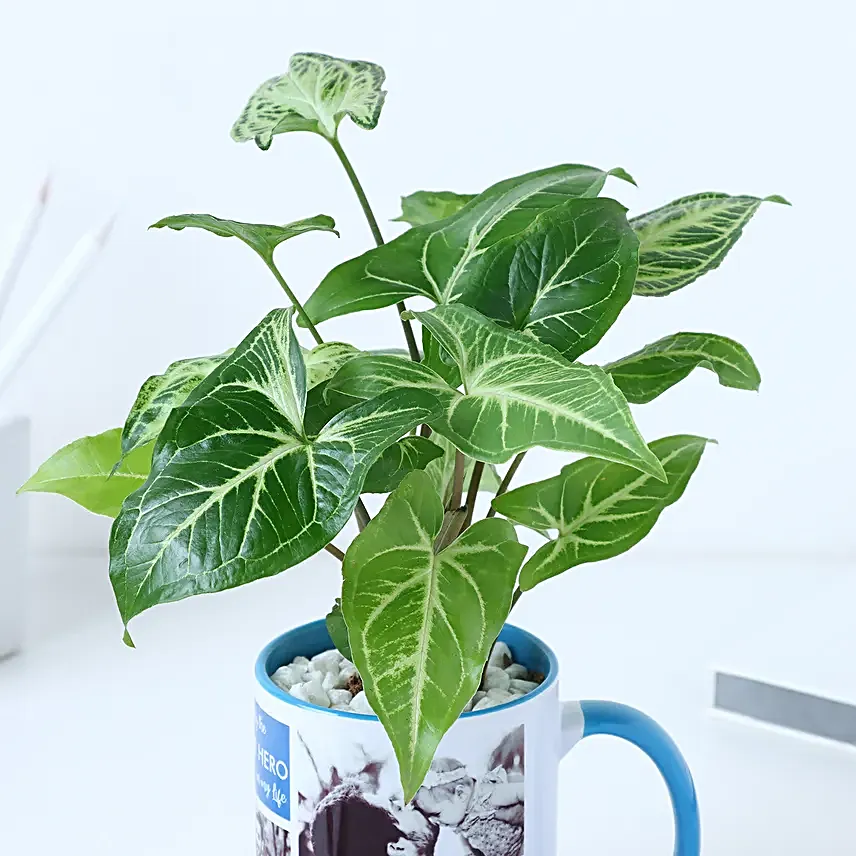 Personalised Syngonium Gift for Super Dads