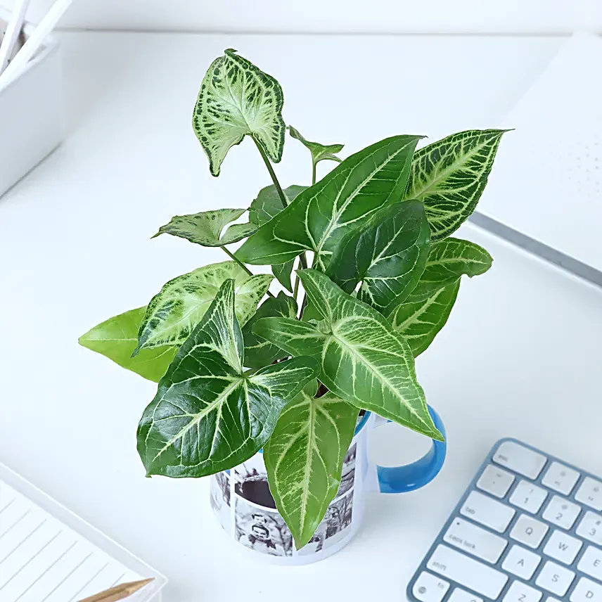 Personalised Syngonium Gift for Super Dads