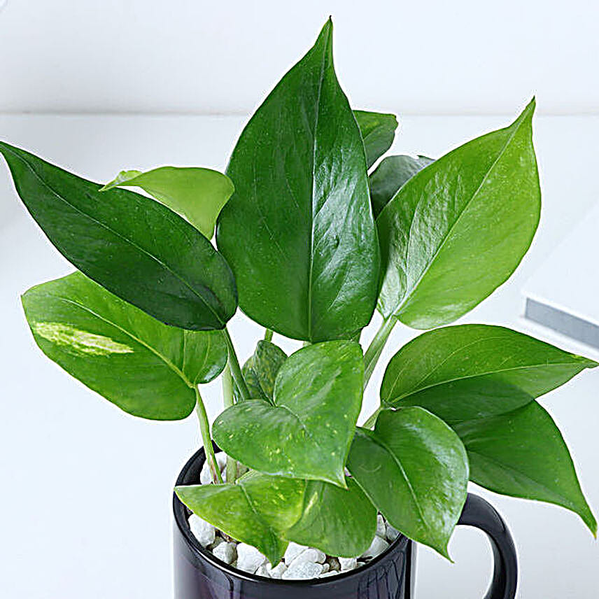 Personalized Best Friend Mug N Money Plant Combo