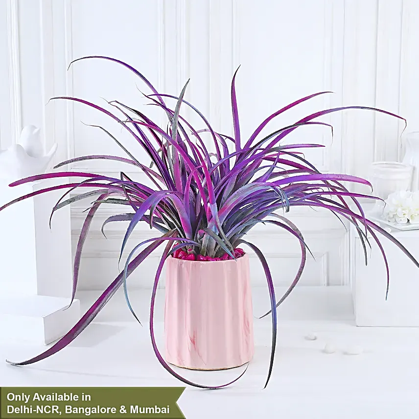 Pineapple Pink Pot Harmony