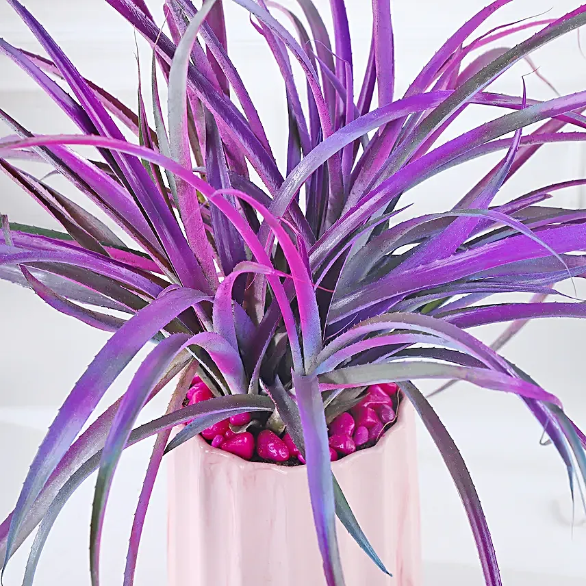 Pineapple Pink Pot Harmony