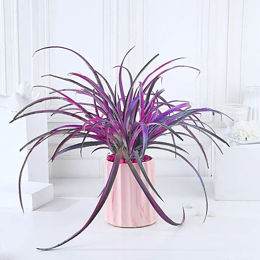 Pineapple Pink Pot Harmony