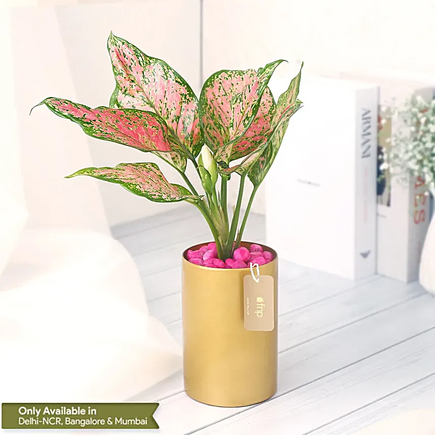 Pink Aglaonema in Golden Vase
