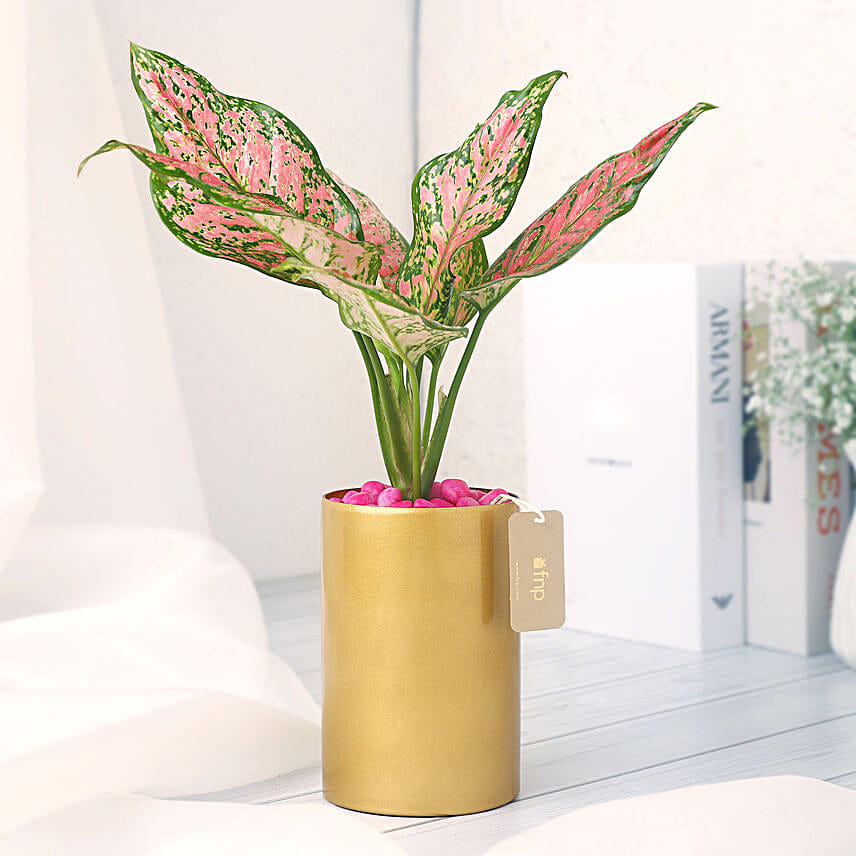Pink Aglaonema in Golden Vase