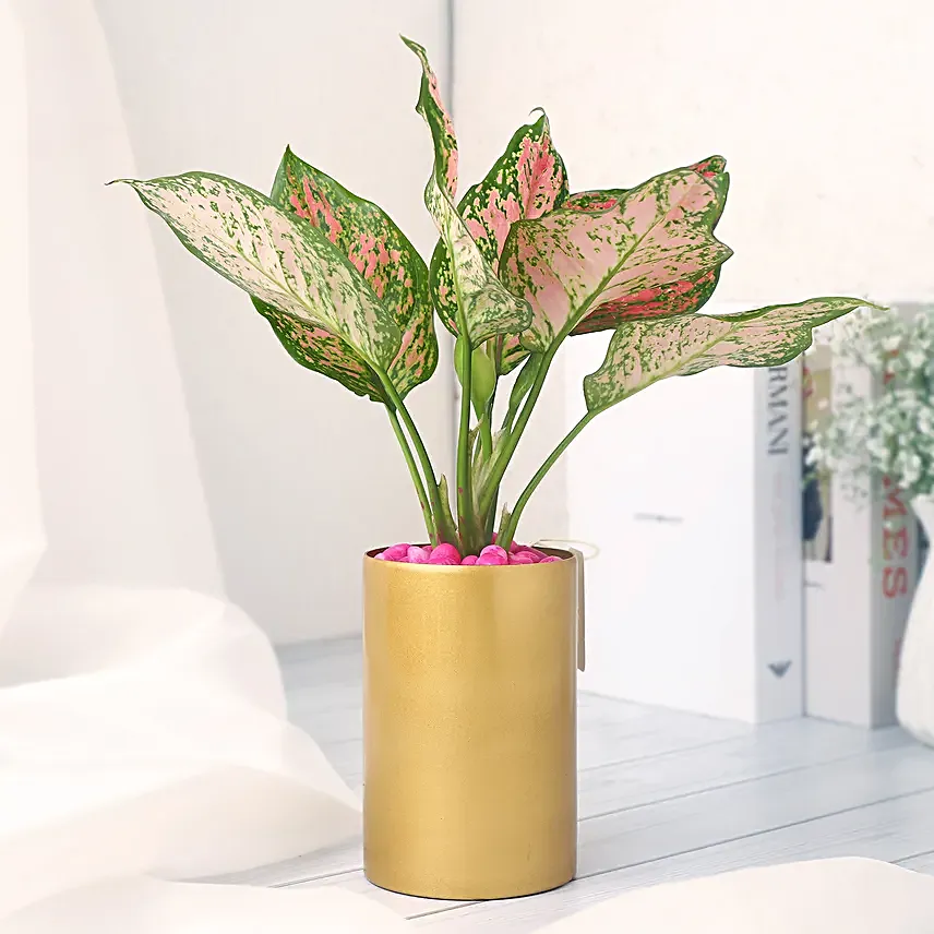 Pink Aglaonema in Golden Vase