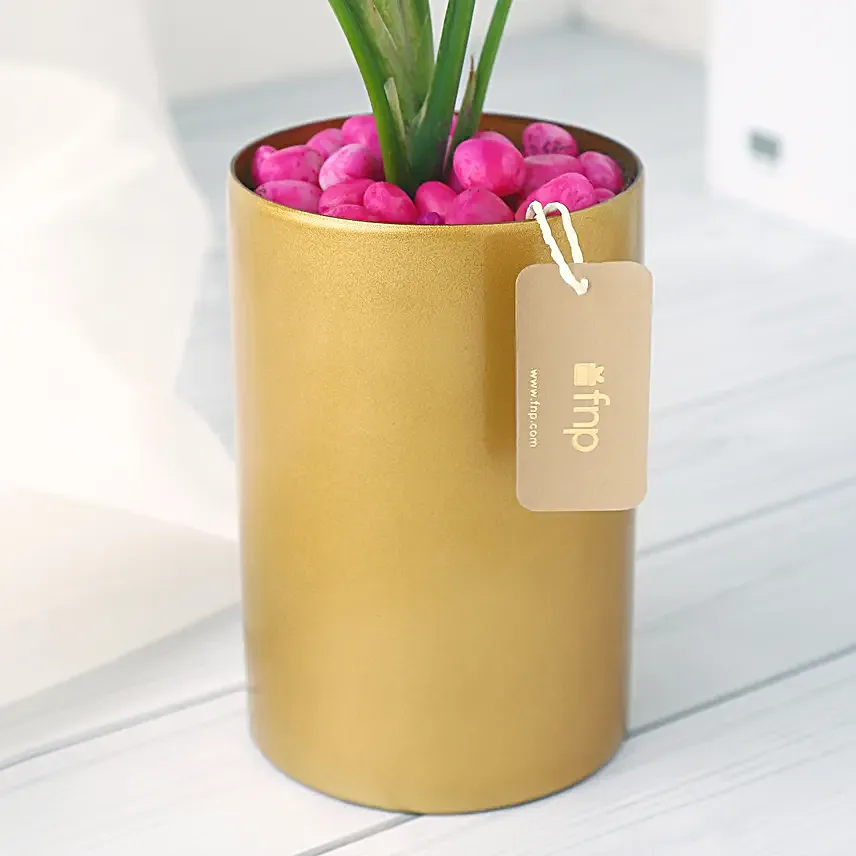 Pink Aglaonema in Golden Vase