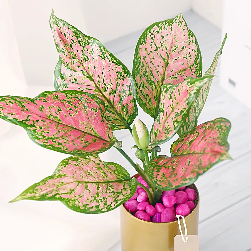 Pink Aglaonema in Golden Vase