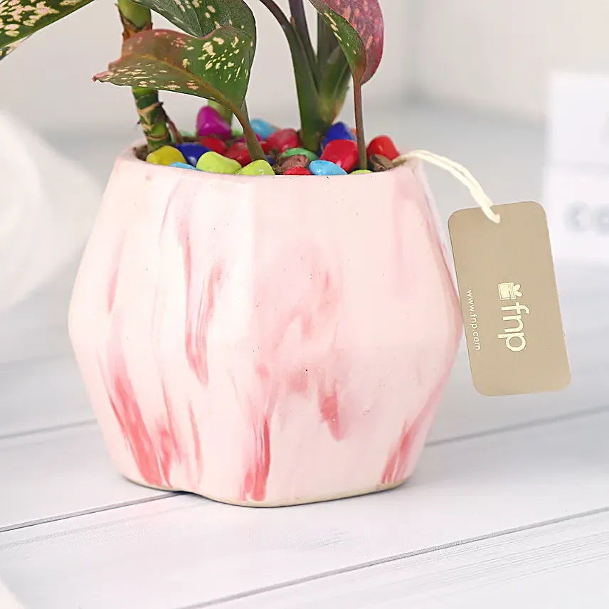 Pink Fortune Aglaonema Plant