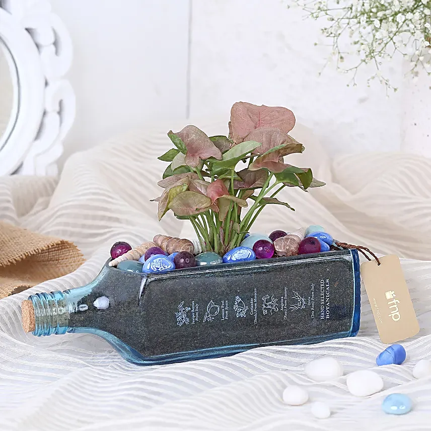 Pink Syngonium Plant In Bombay Sapphire Bottle Planter