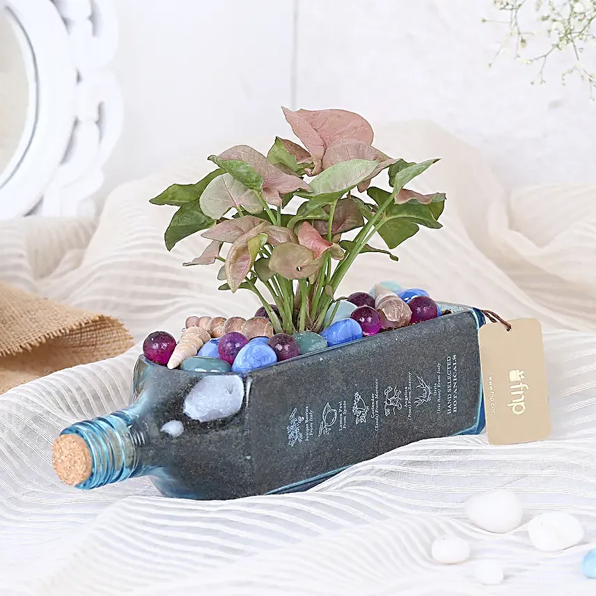 Pink Syngonium Plant In Bombay Sapphire Bottle Planter