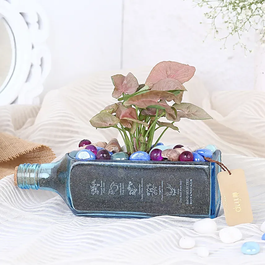 Pink Syngonium Plant In Bombay Sapphire Bottle Planter