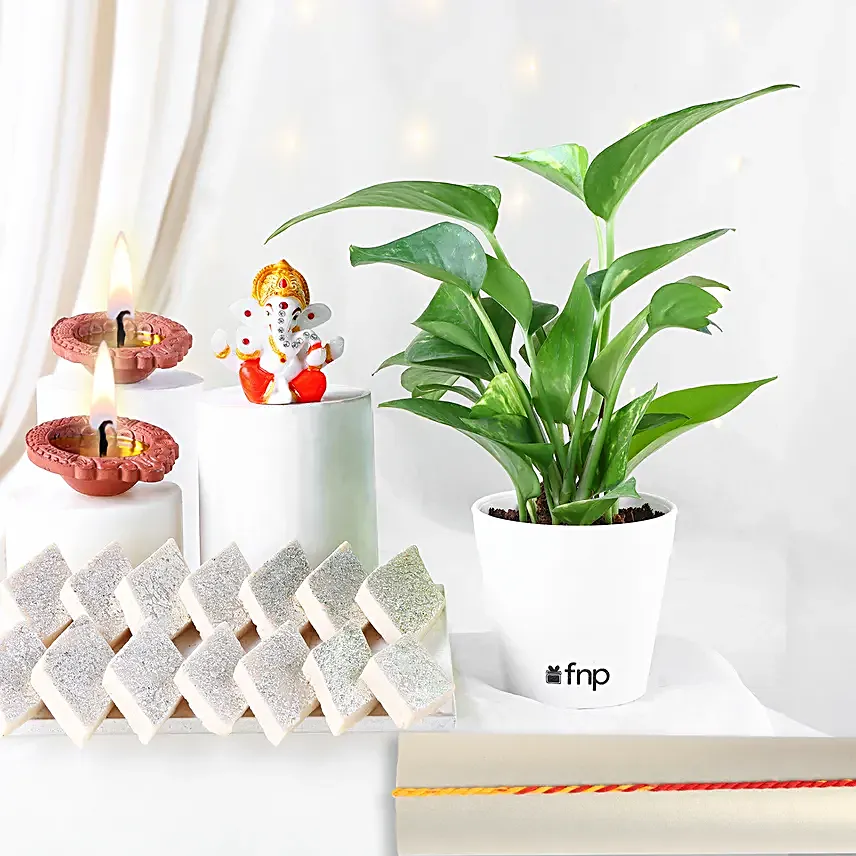Plant Gift Set For Bhai Dooj