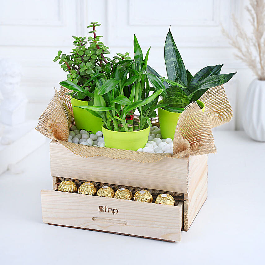 Online Plants And Rocher Choco Basket