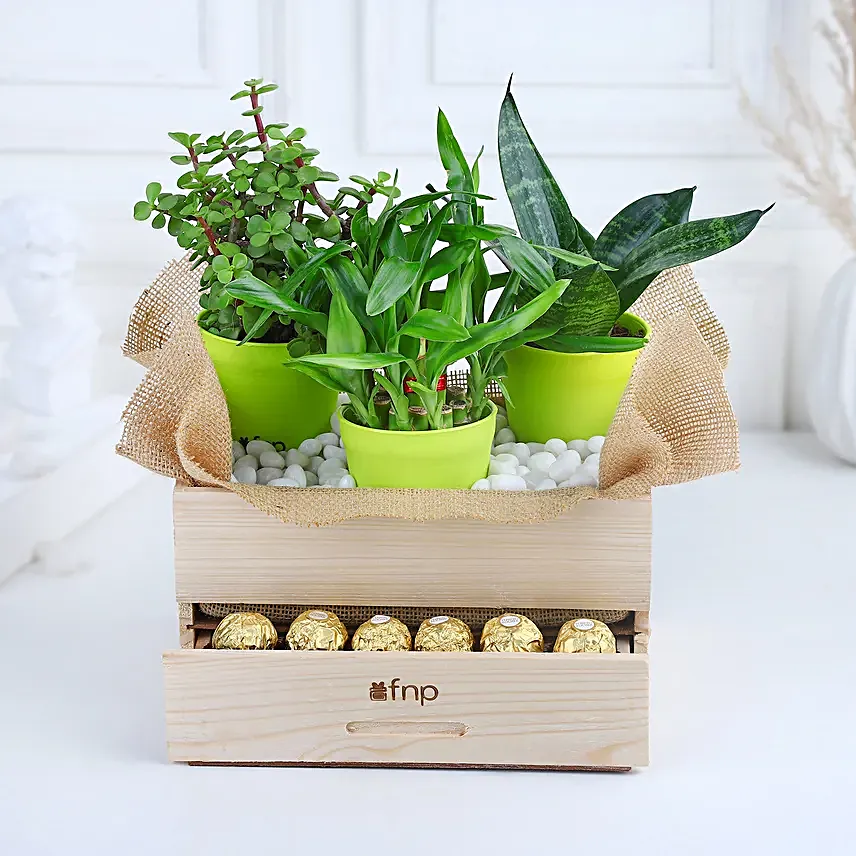Online Plants And Rocher Choco Basket