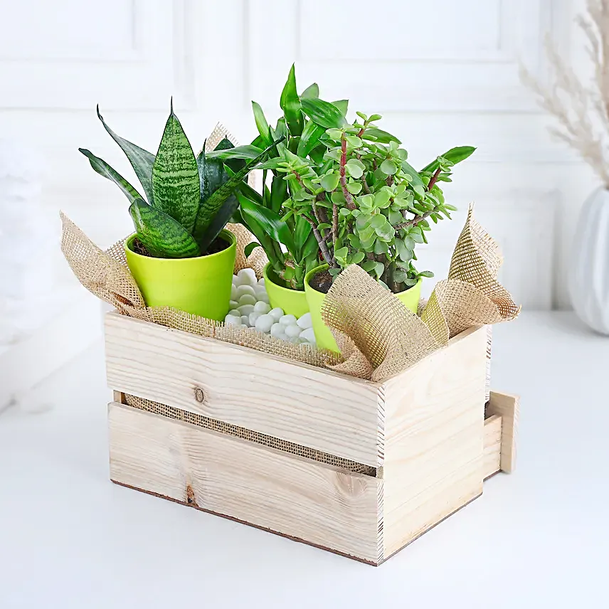 Online Plants And Rocher Choco Basket