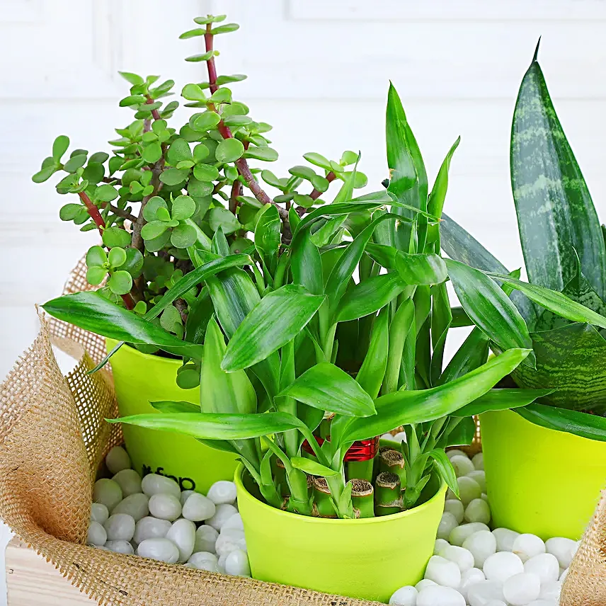 Online Plants And Rocher Choco Basket