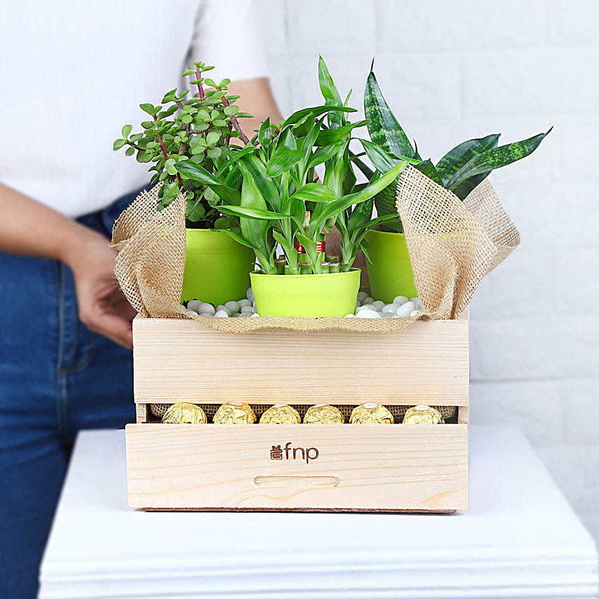 Online Plants And Rocher Choco Basket