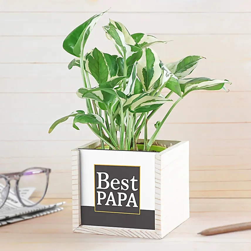 Pothos Surprise For Dad