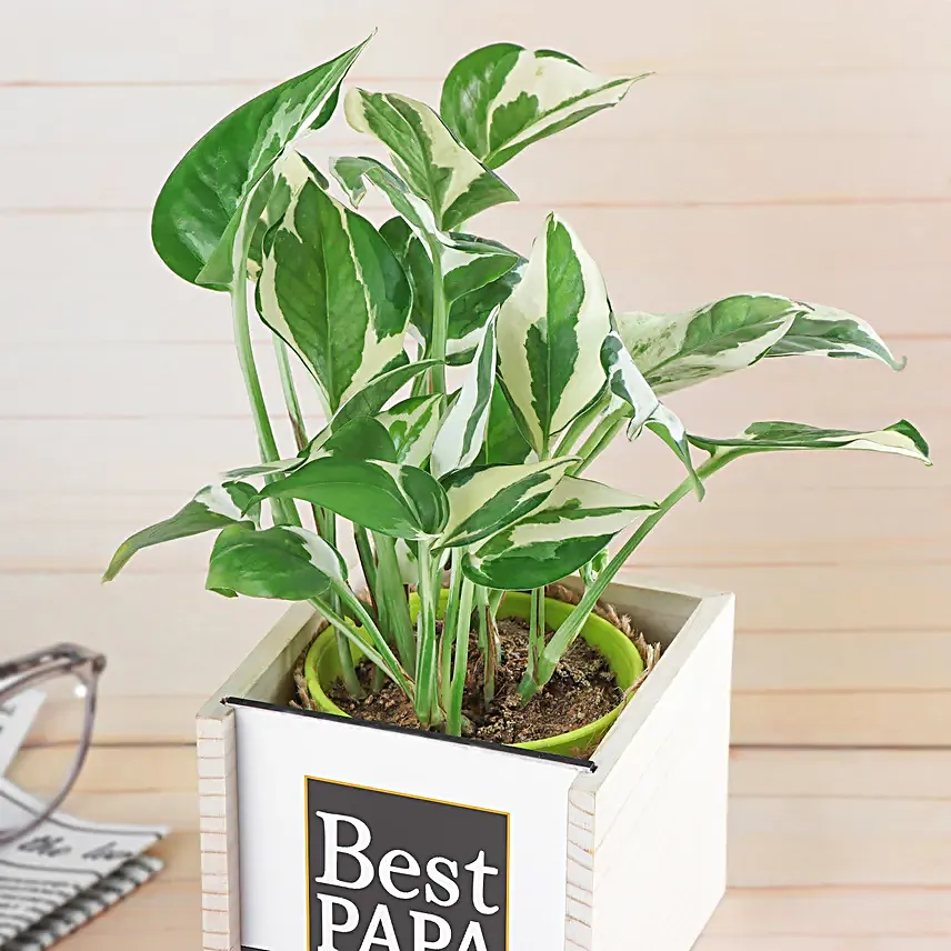 Pothos Surprise For Dad