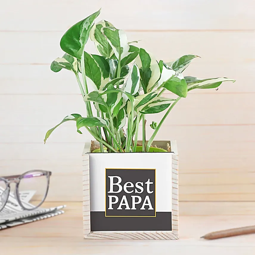 Pothos Surprise For Dad