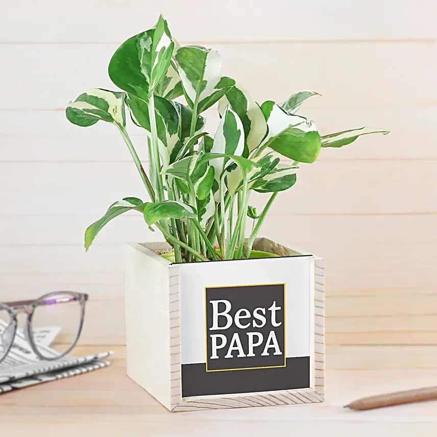 Pothos Surprise For Dad