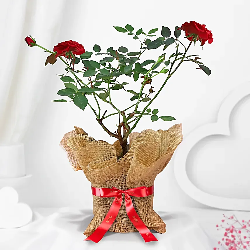 Red rose plant wrapped in natural jute and white raffia