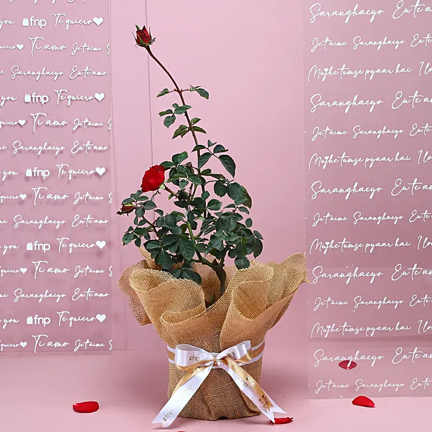 Red rose plant wrapped in natural jute and white raffia