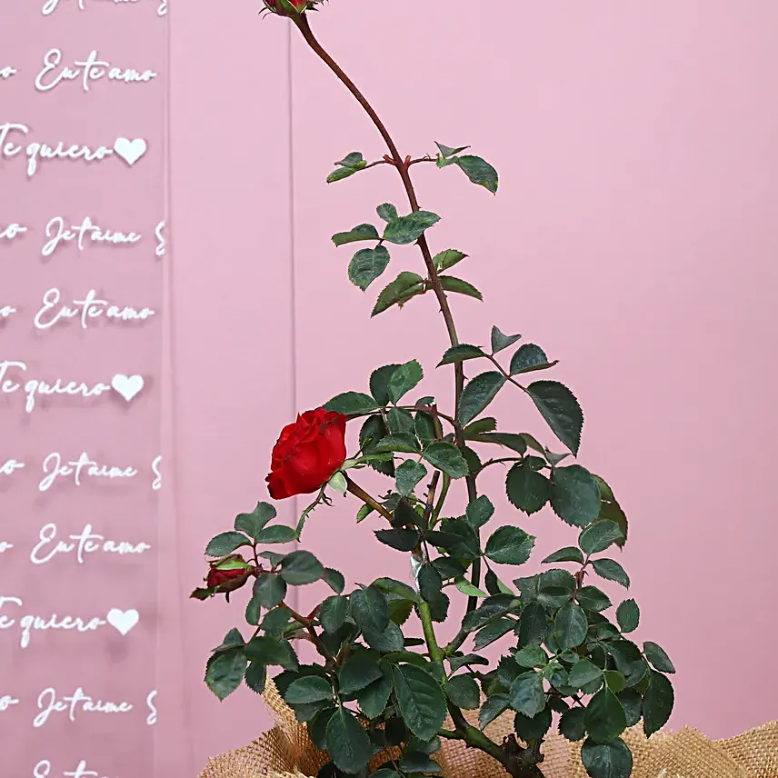 Red rose plant wrapped in natural jute and white raffia