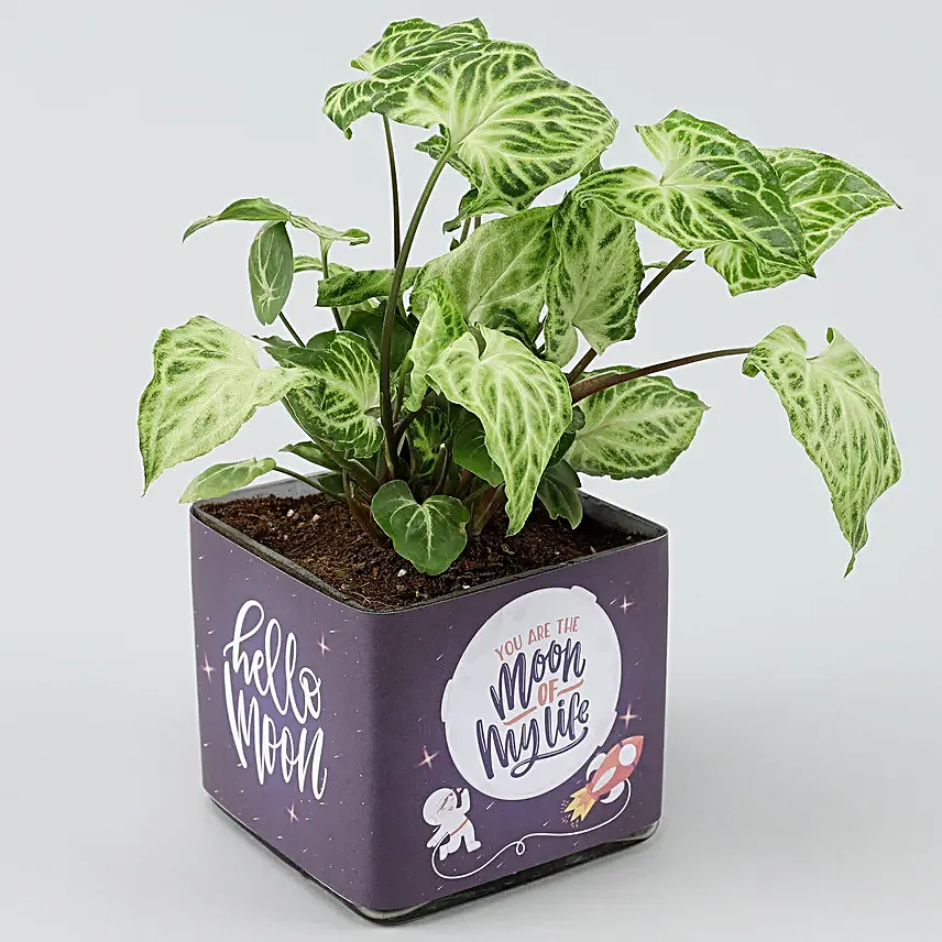 Potted Syngonium Plant In Moon of Life Vase