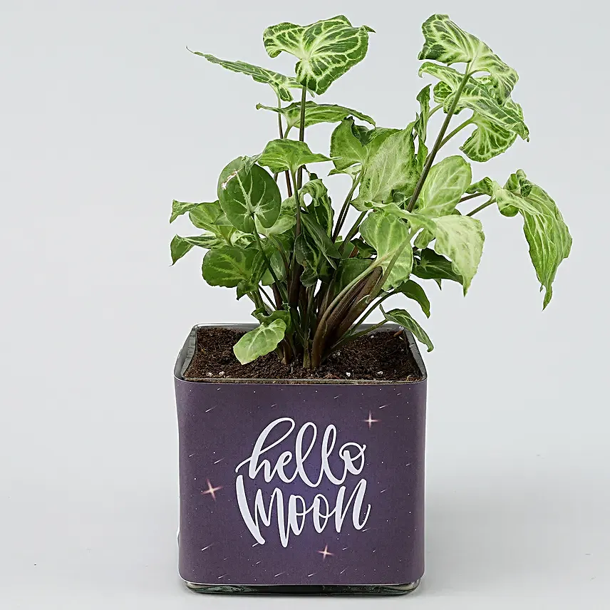Potted Syngonium Plant In Moon of Life Vase