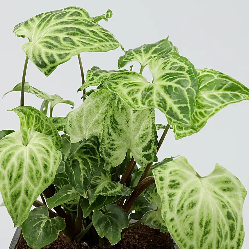 Potted Syngonium Plant In Moon of Life Vase