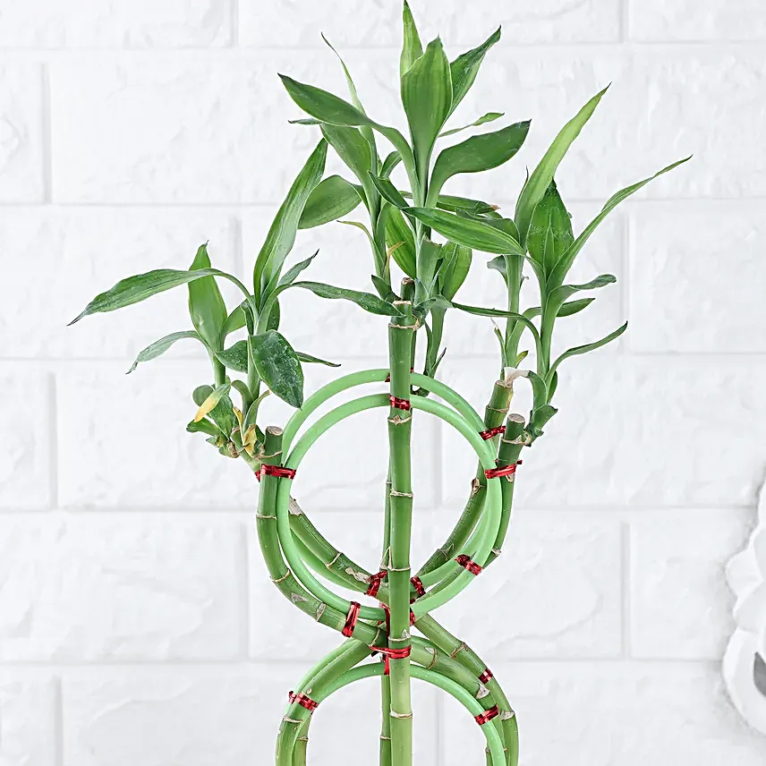 Prosperity 8 Shaped Bamboo Gift