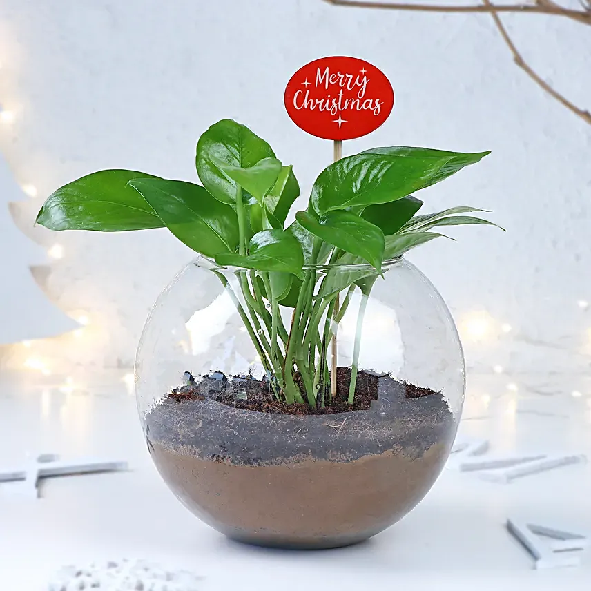 Prosperity Wishes Money Plant