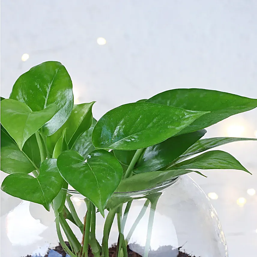 Prosperity Wishes Money Plant
