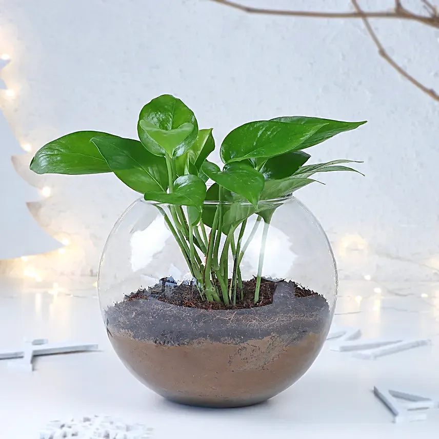 Prosperity Wishes Money Plant