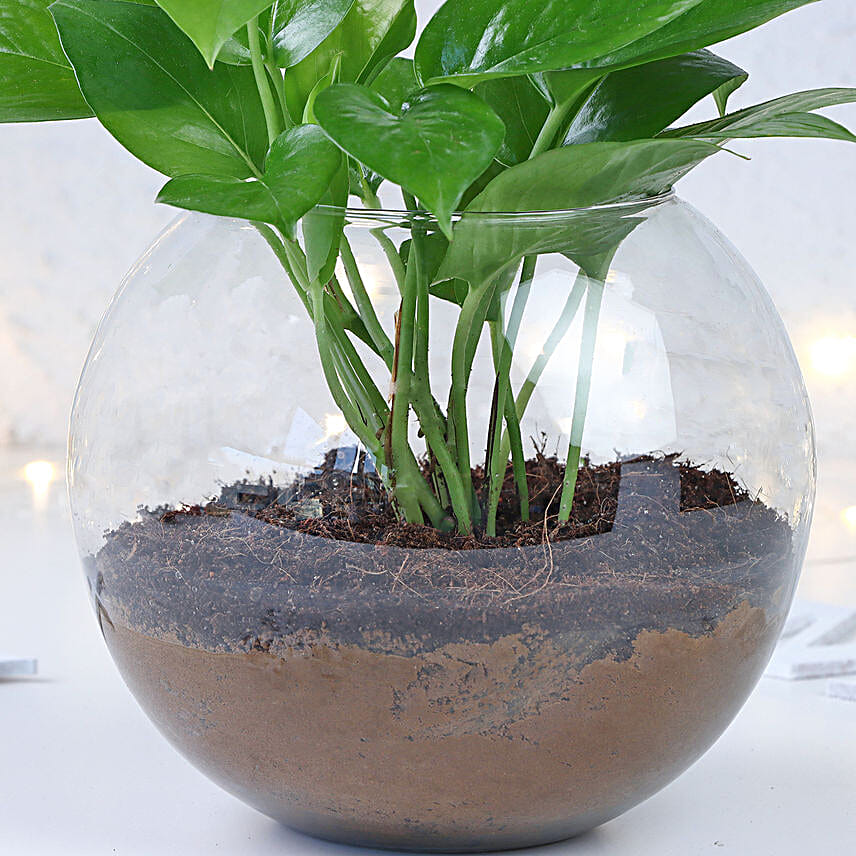 Prosperity Wishes Money Plant