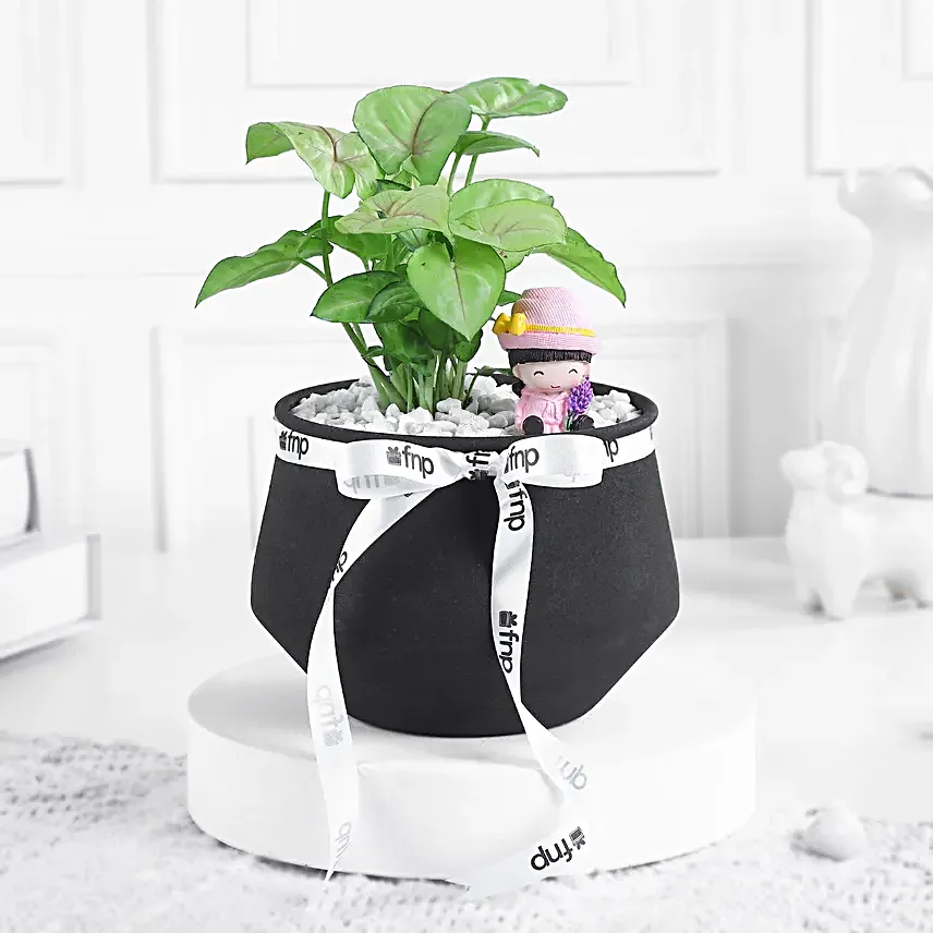 Pure Harmony Syngonium Gift Set