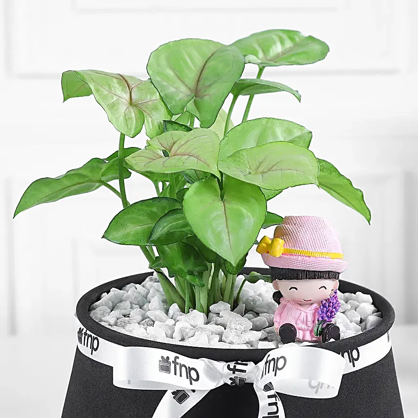 Pure Harmony Syngonium Gift Set