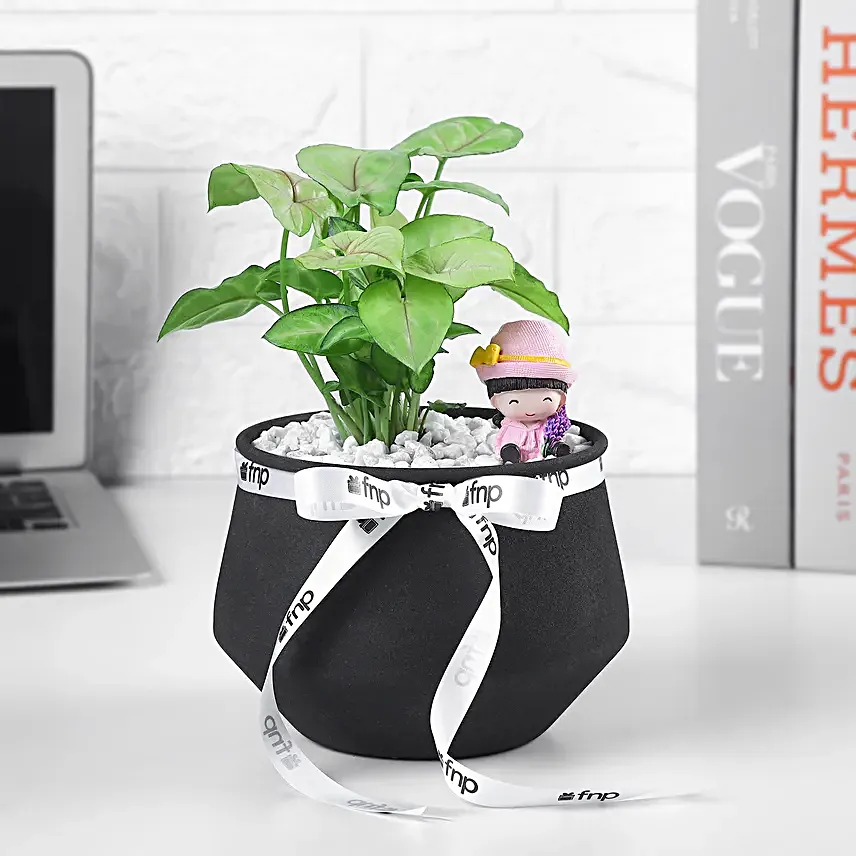 Pure Harmony Syngonium Gift Set