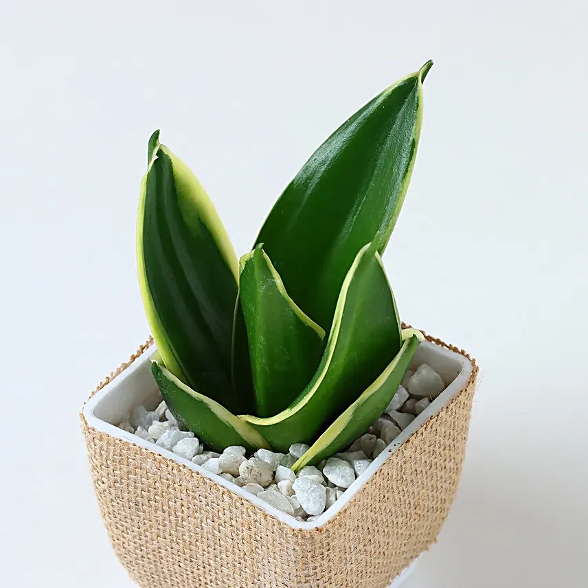 Purifying Plant N Sweet Treats Hamper for Dad