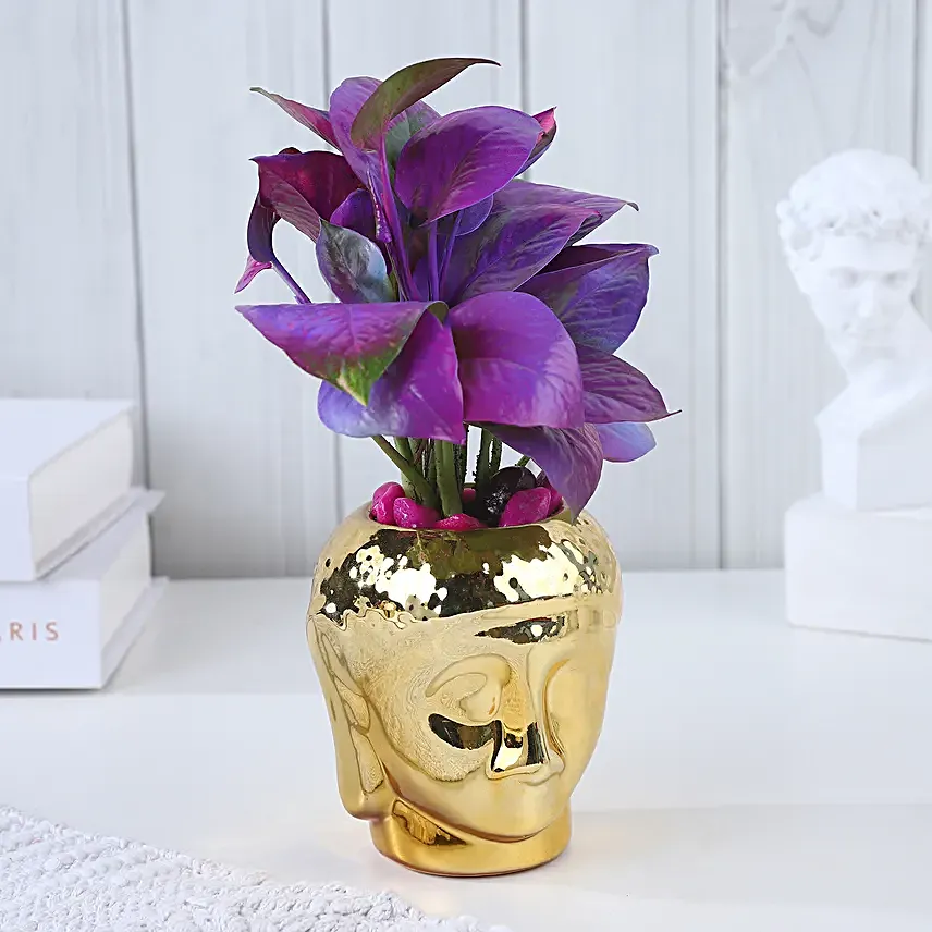 Purple Money Plant Oasis