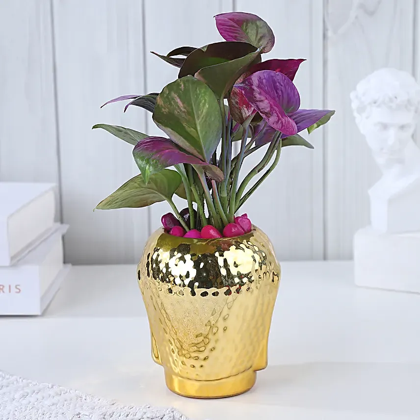 Purple Money Plant Oasis