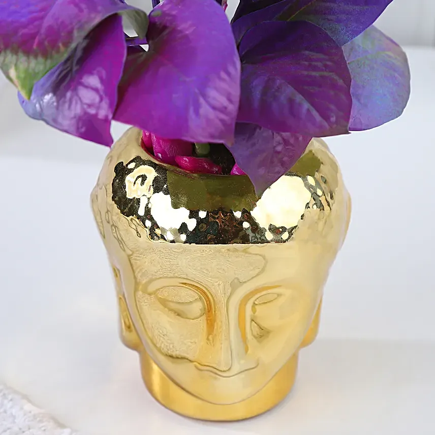 Purple Money Plant Oasis